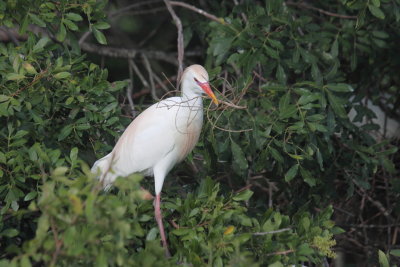 cattle egret 1.JPG