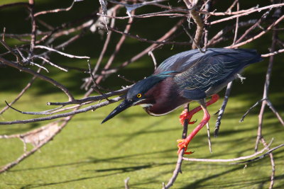 green heron 1.JPG
