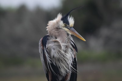 GBH 1.JPG