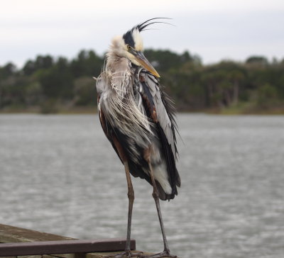 GBH 2.JPG