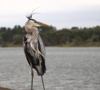 GBH 3.JPG