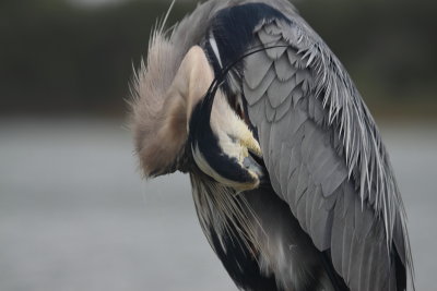 GBH6.JPG