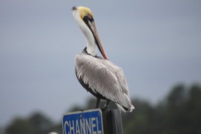 brown pelican 1.JPG