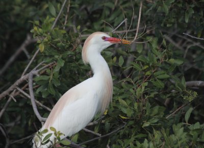 cattle egret 1.JPG