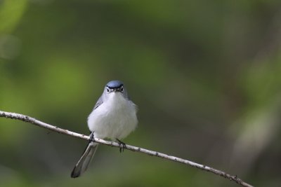 gray blue gnatcather 3.JPG