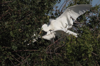 great egret 3 mating.JPG
