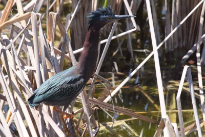 green heron 1.JPG