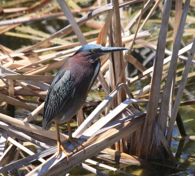 green heron 2.JPG
