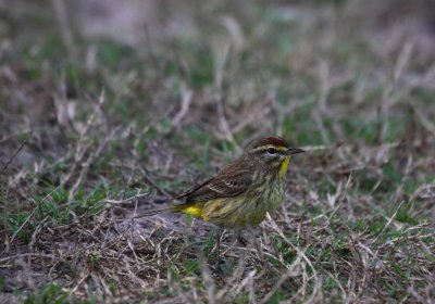 palm warbler.JPG