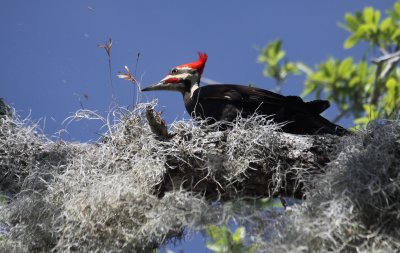 piliated woodpecker 2.JPG