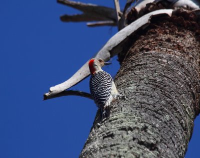 red bellied 1.JPG