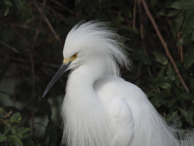 snowy egret 1.JPG