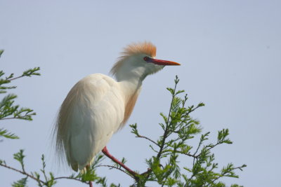 cattle egret 2.JPG