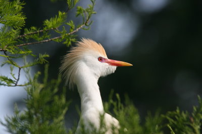 cattle egret 3.JPG