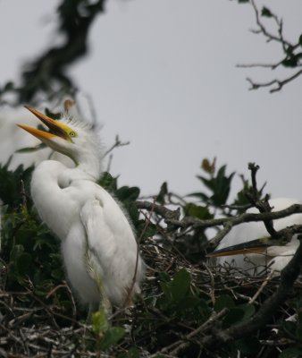 great egret chick 5.JPG