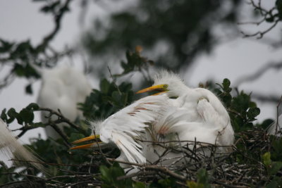 great egret chicks 6.JPG