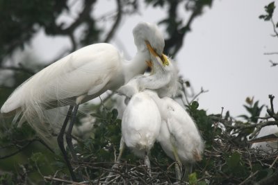 great egret feeding young 4.JPG