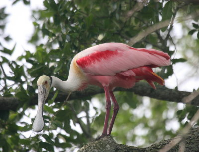 roseate spoonbill 2.JPG