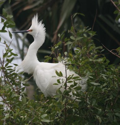 snowy egret  2.JPG