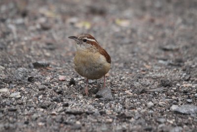 c. wren 2.JPG