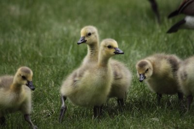 canada chicks 2.JPG