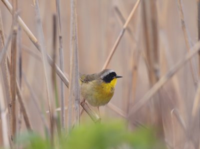 common yellowthroat.JPG