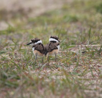 kildeer chicks 10.JPG