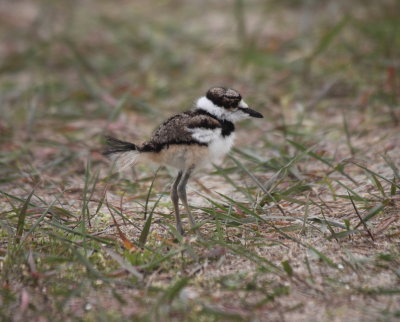 kildeer chicks 11.JPG