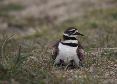 kildeer chicks  4.JPG