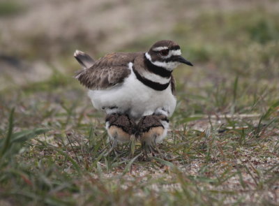 kildeer chicks 5.JPG