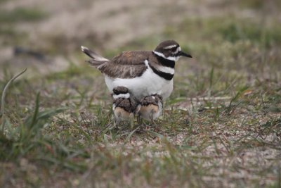 kildeer chicks 6.JPG