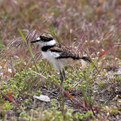 kildeer chicks 7.jpg