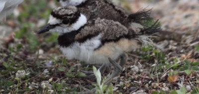 kildeer chicks  2.jpg