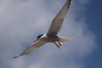 common tern 1.jpg