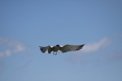 common tern 10.jpg