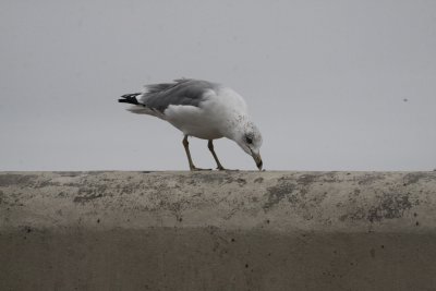 insect_eating_gulls