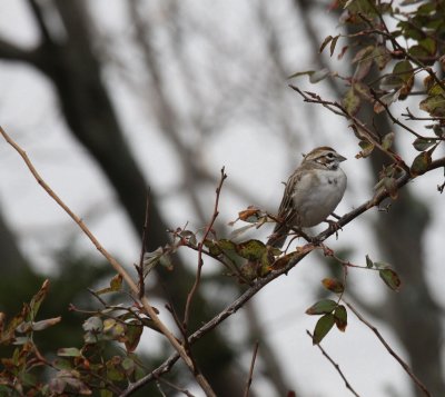lark sparrow a.jpg
