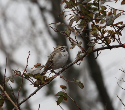 lark sparrow b.jpg