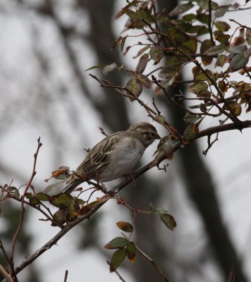 lark sparrow c.jpg