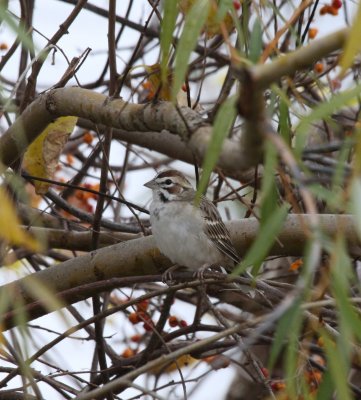 lark sparrow d.jpg