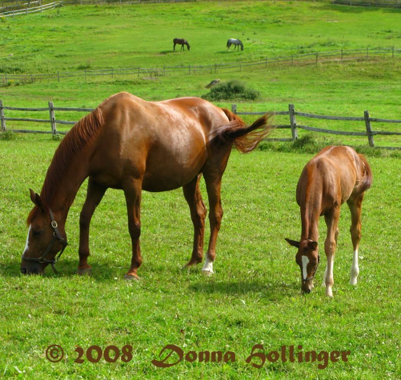 Grazing with Mummy II