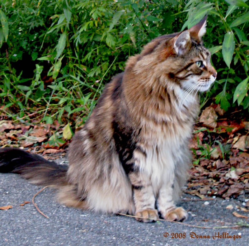 Maine Coon Cat Profile