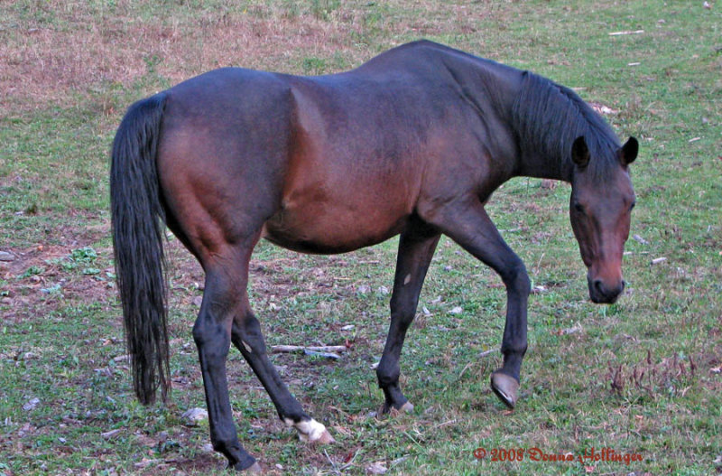 Chestnut and Deep Brown Gelding