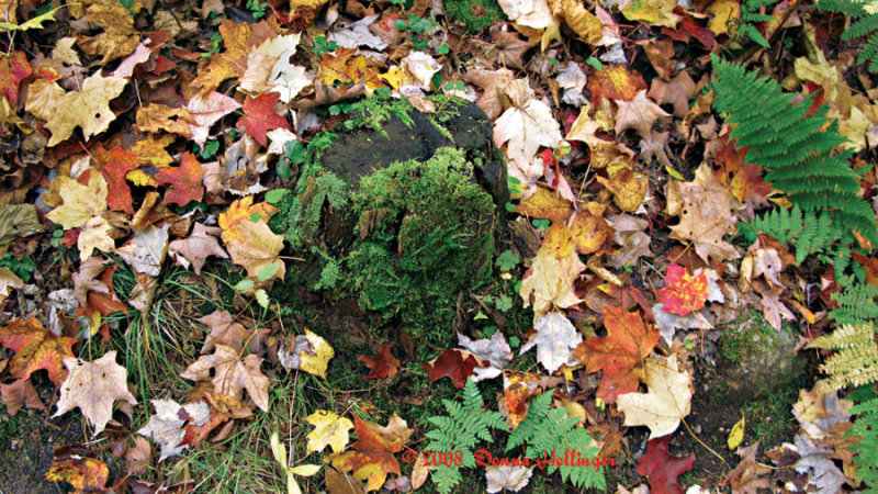 Ferns, Lichen and Autmn Leaves