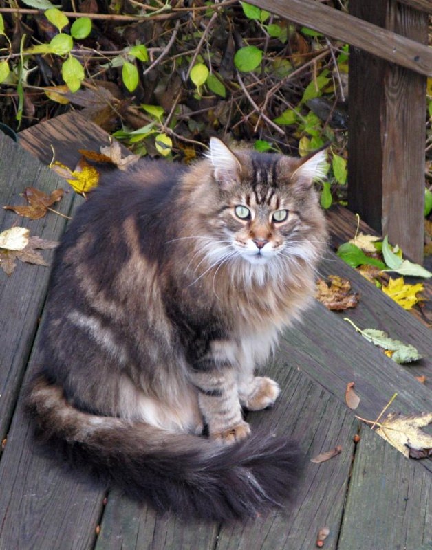 Maine Coon Cat Augie