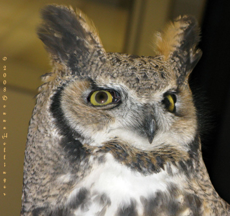 Great Horned Owl