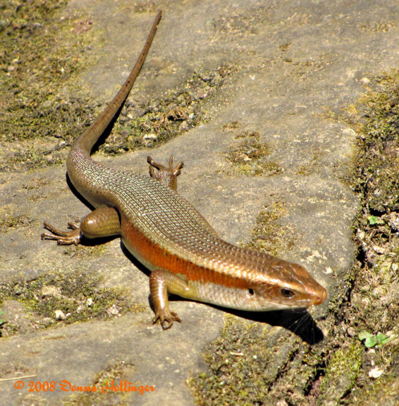 Skink in Bayon