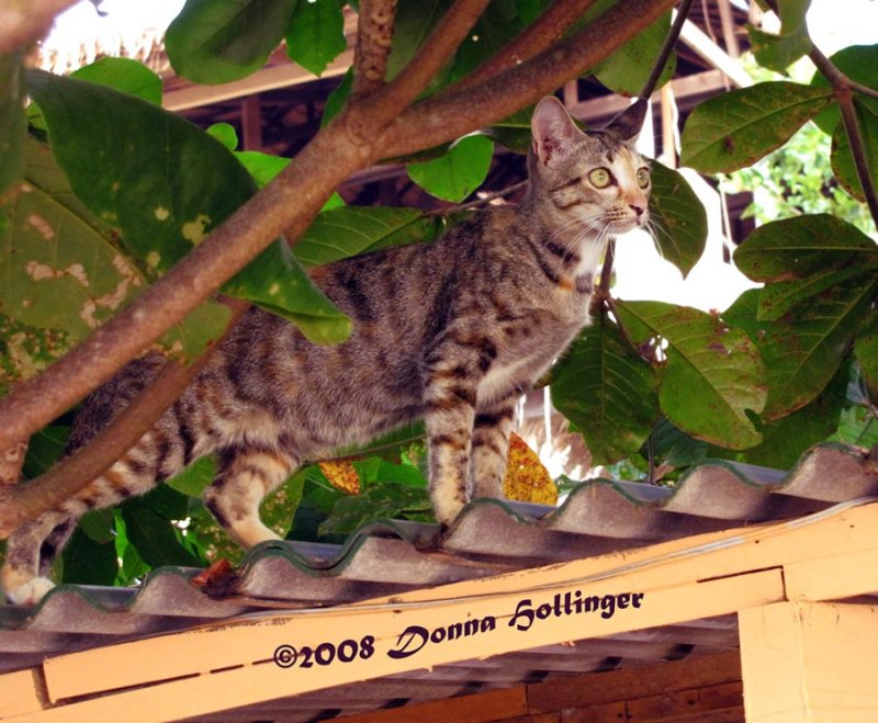 Feral Cat Hunting  in Kampong Saom