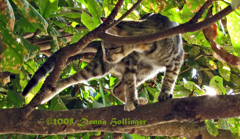 Hunting Mode