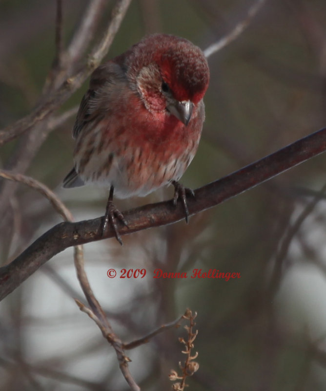 Carpodacus mexicanus